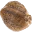 File:C Seed.png